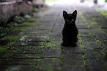 Campagna di identificazione GRATUITA del GATTO &quot;Io MiCi...PPo&quot;